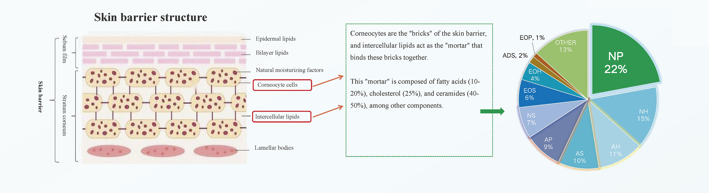 skin barrier structure